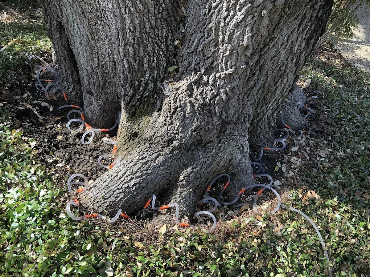 Detailed Tree Cabling and Bracing job site in Arapahoe