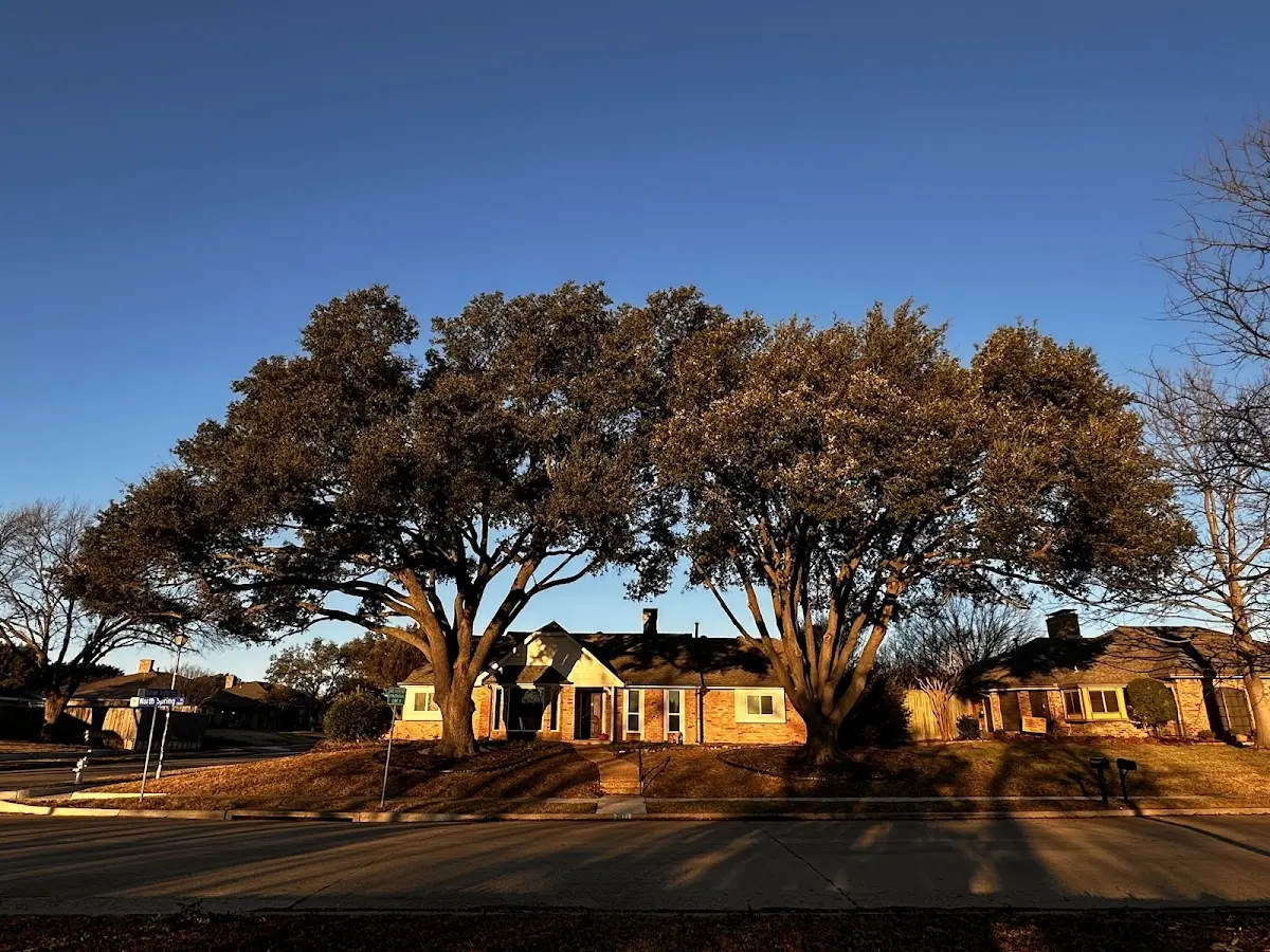 Established residential canopy tree shading a home in Arapahoe